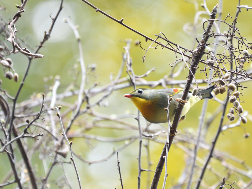 2019 03 30 　これがほんとの平成最後の鳥さん撮影は近見山_a0143491_23441635.jpg