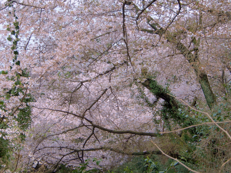 2019 03 30 　これがほんとの平成最後の鳥さん撮影は近見山_a0143491_23451046.jpg