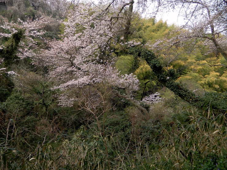 2019 03 30 　これがほんとの平成最後の鳥さん撮影は近見山_a0143491_23454027.jpg