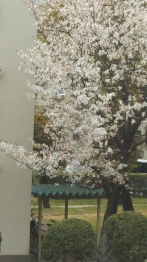 桜の花が咲きましたH31年、平成最後の桜です。_d0070198_15215832.jpg