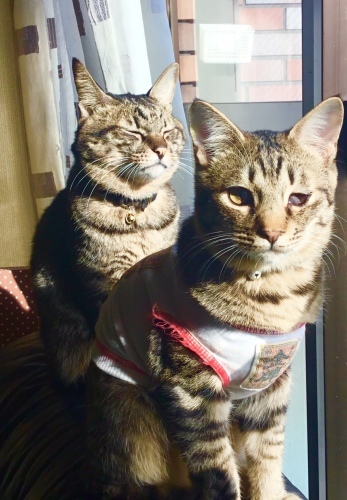 2019年 宇宙との交信！トラちゃんの4月占い_b0301400_19481325.jpeg