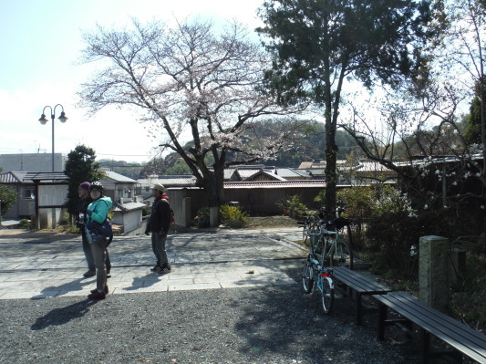 朝うどん＆桜サイクリング_c0132901_19544920.jpg