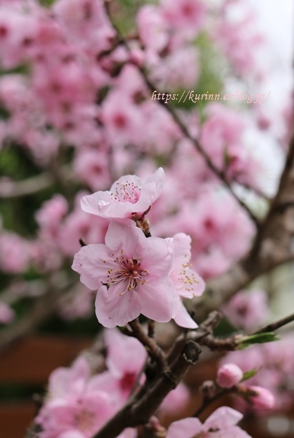 可愛い早春のピンク&ブルー　ハナモモが満開に_a0123003_09535679.jpg
