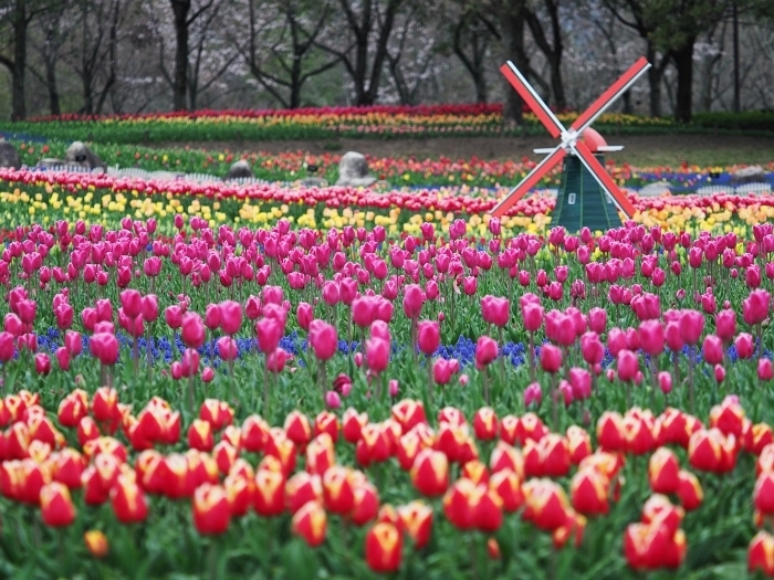 木曽三川公園センターのチューリップ 19 いわしののんびり遊泳 vol 2 木曽三川公園センターのチューリップ 19 いわしののんびり遊泳 vol 2