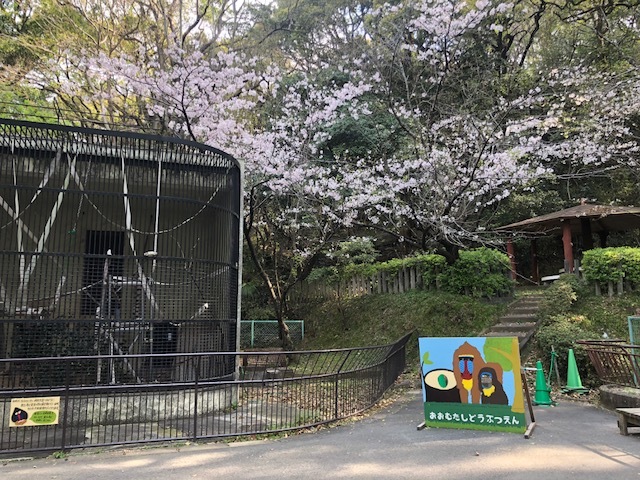 満開!!_c0290504_13480928.jpeg