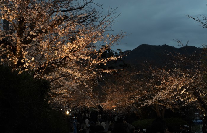 夜桜トンネル_a0251508_22405358.jpg