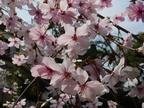 今日のほろ酔い桜　〜　天皇陛下も　　〜_c0301808_00243408.jpg