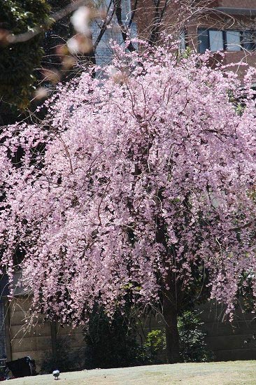 白金台どんぐり児童遊園と、今日の桜写真_e0255509_2154943.jpg