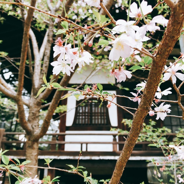 法明寺の桜_d0138811_21511034.jpeg