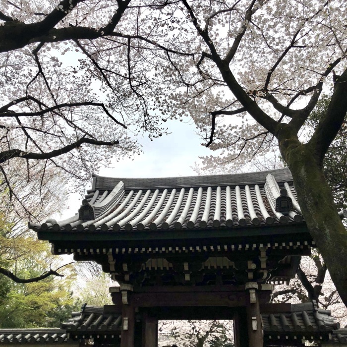 法明寺の桜_d0138811_21513066.jpeg