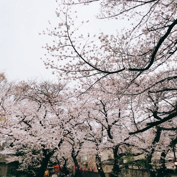 法明寺の桜_d0138811_21514529.jpeg