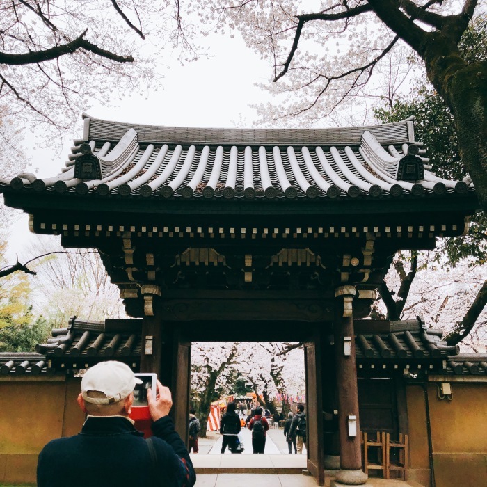 法明寺の桜_d0138811_21515823.jpeg