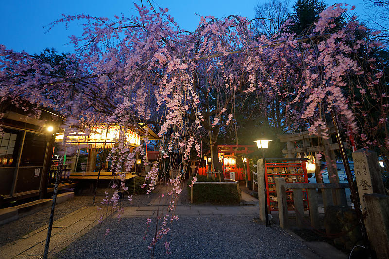 桜巡り2019＠水火天満宮の夜桜_f0032011_21015137.jpg