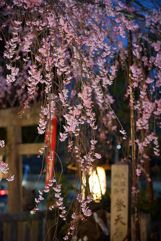 桜巡り2019＠水火天満宮の夜桜_f0032011_21015168.jpg