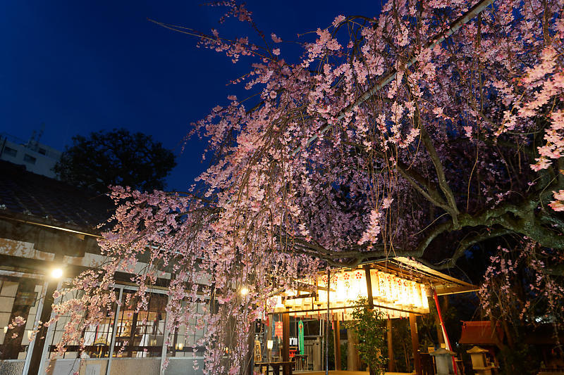 桜巡り2019＠水火天満宮の夜桜_f0032011_21015181.jpg