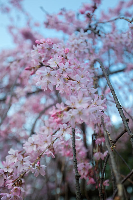 桜巡り2019＠水火天満宮の夜桜_f0032011_21015207.jpg