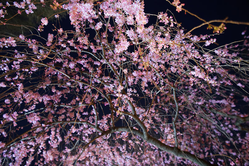 桜巡り2019＠水火天満宮の夜桜_f0032011_21015254.jpg