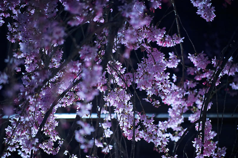 桜巡り2019＠水火天満宮の夜桜_f0032011_21054524.jpg