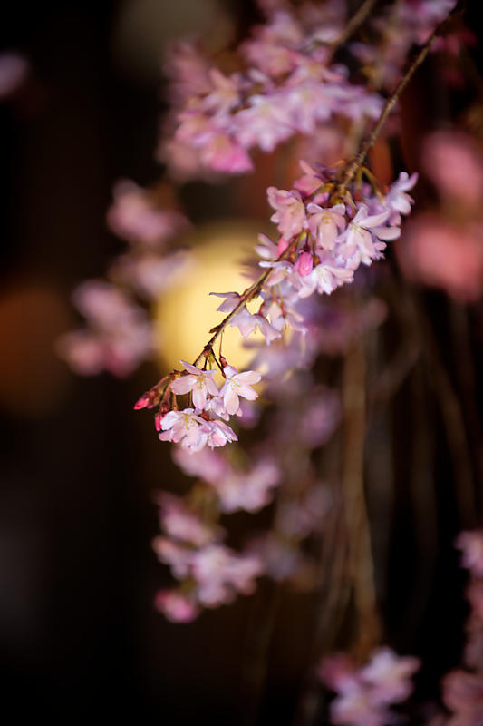 桜巡り2019＠水火天満宮の夜桜_f0032011_21054665.jpg