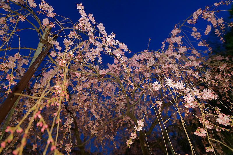 桜巡り2019＠水火天満宮の夜桜_f0032011_21054673.jpg