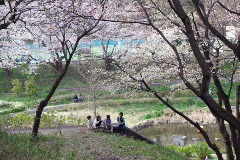 保土ヶ谷公園の桜 閑居堂 のんびり小父さんの独り言