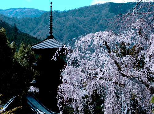 身延山久遠寺の春（３月３１日　寫壇太陽撮影会）_a0023315_23293778.jpg