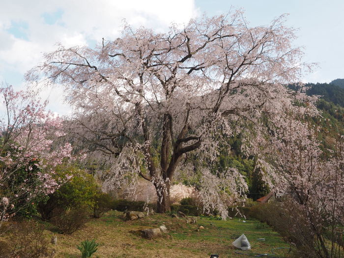 湯の山のしだれ桜_c0116915_23494748.jpg