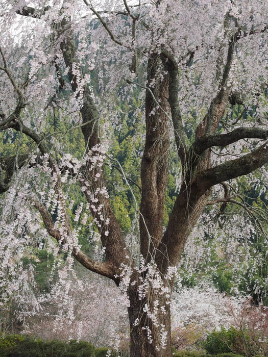 湯の山のしだれ桜_c0116915_23500975.jpg