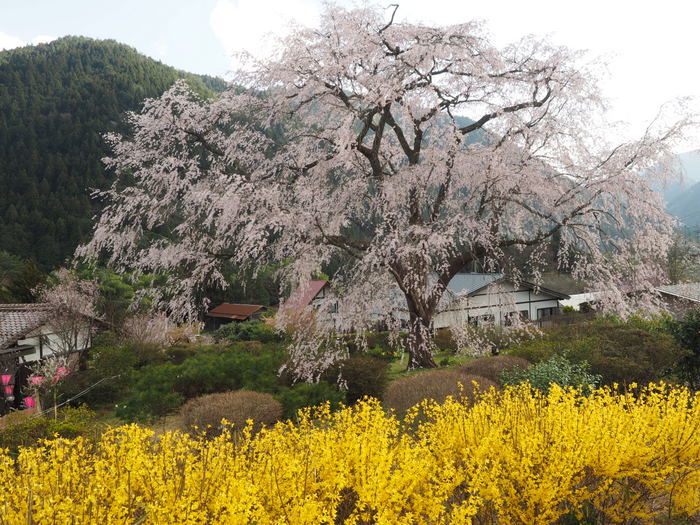 湯の山のしだれ桜_c0116915_23502573.jpg