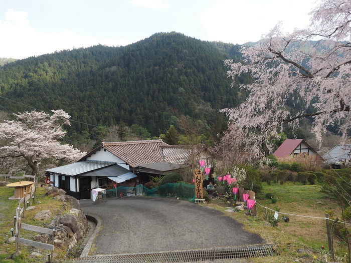 湯の山のしだれ桜_c0116915_23503965.jpg