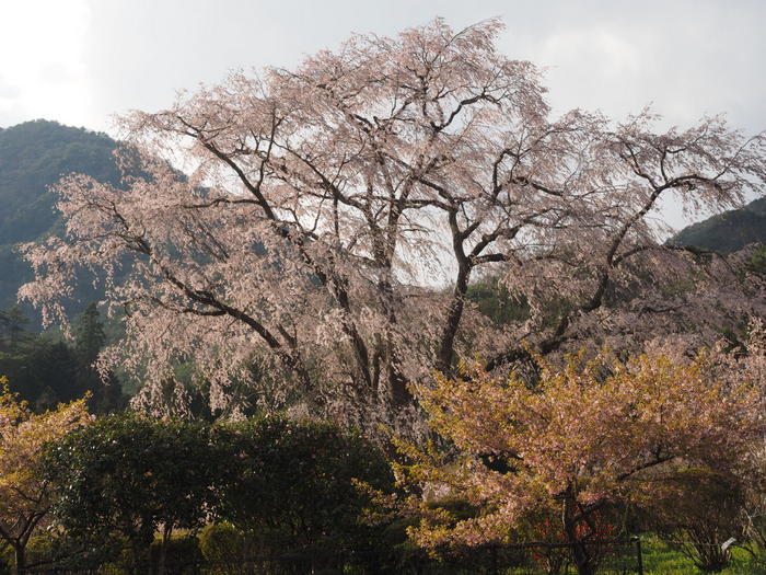 湯の山のしだれ桜_c0116915_23514148.jpg