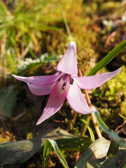 カタクリの花_c0116915_23572419.jpg