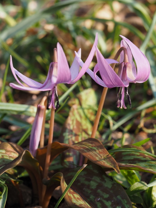 カタクリの花_c0116915_23573436.jpg
