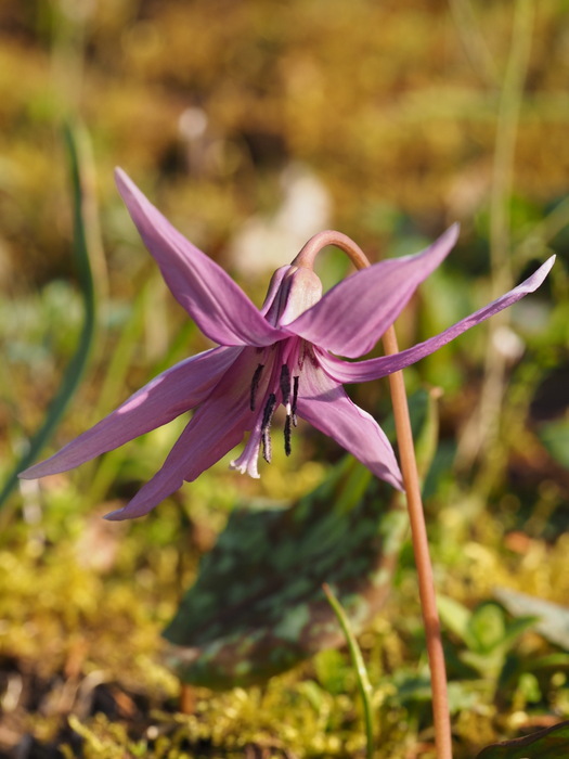 カタクリの花_c0116915_23574813.jpg