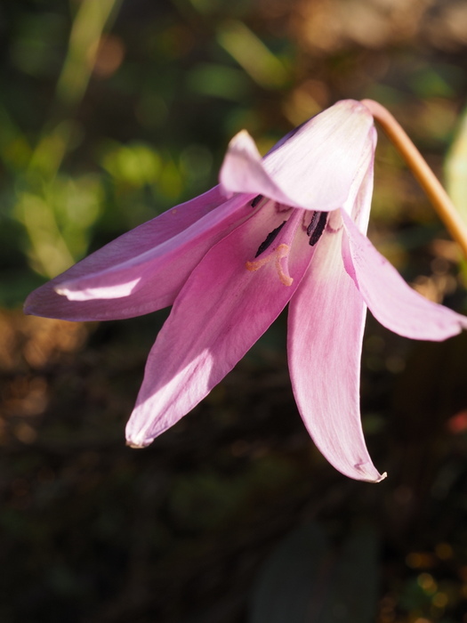 カタクリの花_c0116915_23580027.jpg