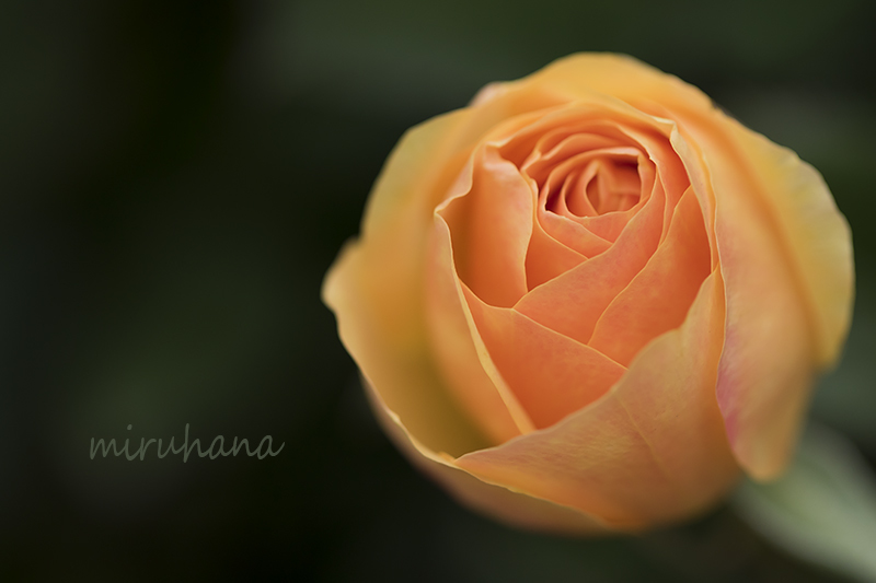 薔薇のような桜と薔薇そして・・。_c0037519_22324700.jpg
