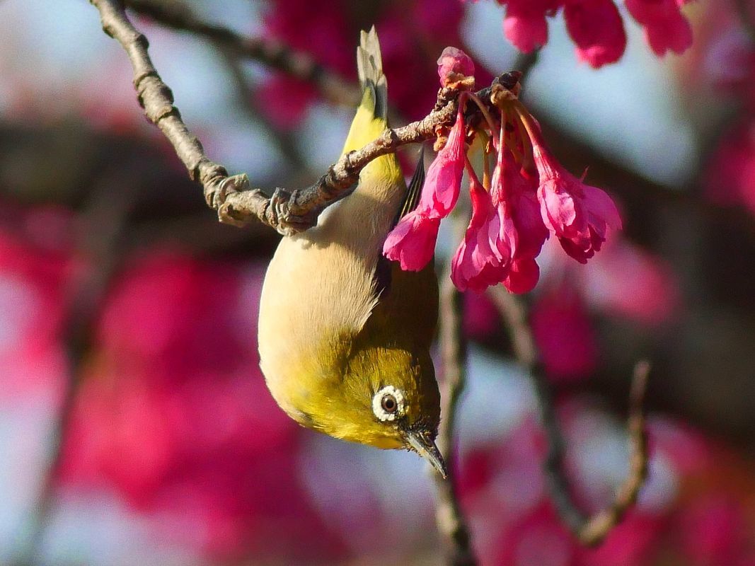 逆さメジロ 寒緋桜はそろそろ葉桜に これからはソメイヨシノメジロだ 私のデジタル写真眼