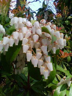 c0074721_14233719.jpg
