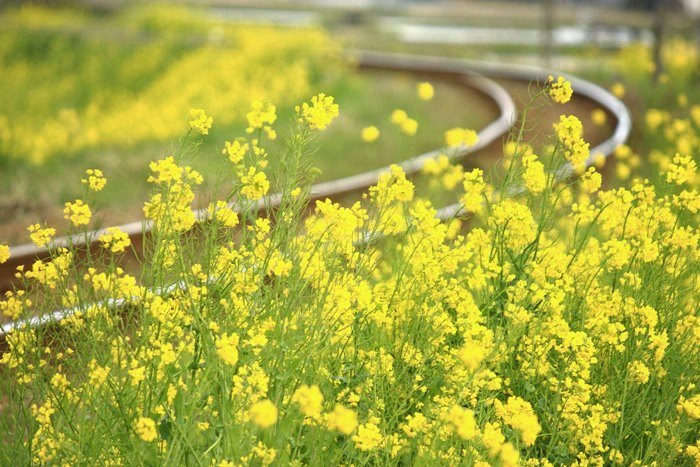 菜の花の香に包まれてローカル列車 いすみ鉄道 は行く 動画も 19 3 28 In Chiba むっちゃんの花鳥風月 鳥 猫 花 空 山 菜の花の香に包まれてローカル列車 いすみ鉄道 は行く 動画も 19 3 28 In Chiba むっちゃんの花鳥風月 鳥 猫 花 空 山