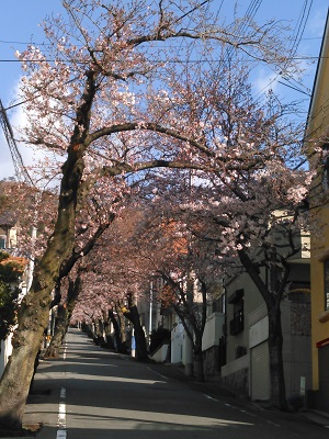 日本の&#127800;桜は美しい&#127800;_d0122424_23504072.jpg