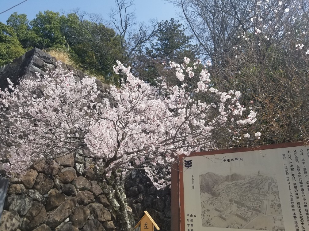 ♪花＆食求めて★山梨へ！_d0162225_23533544.jpg