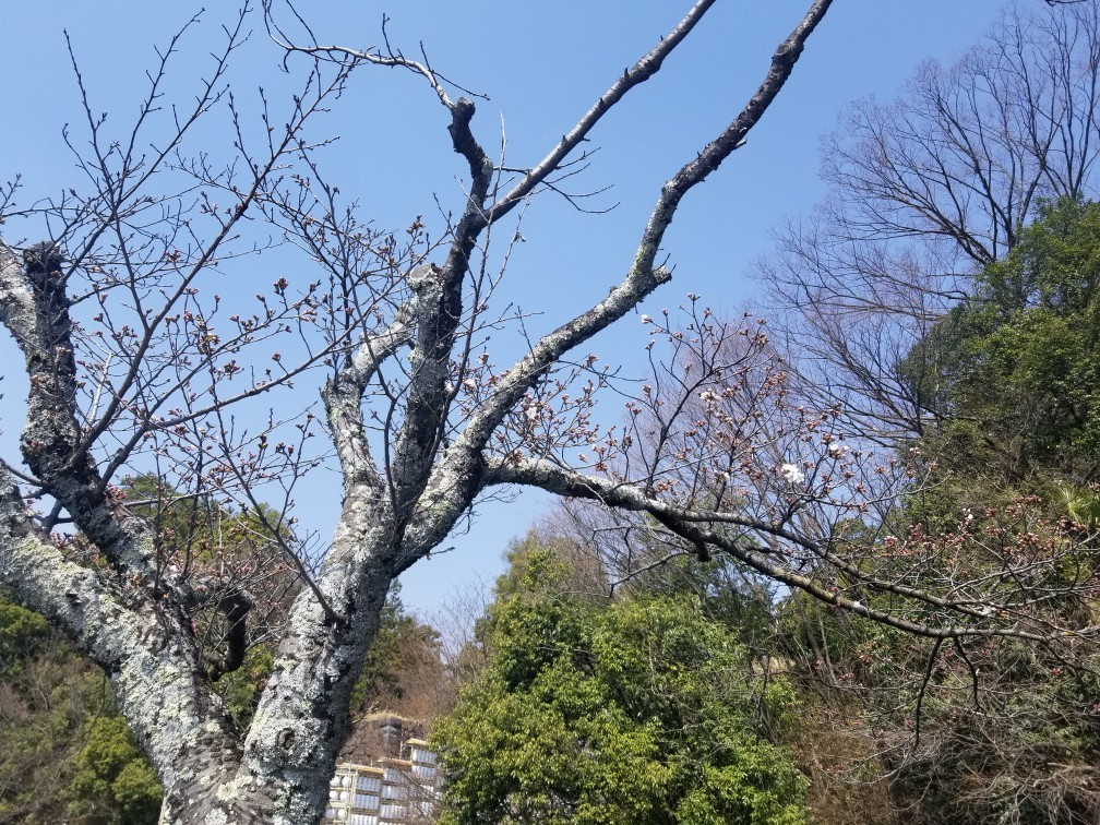 ♪花＆食求めて★山梨へ！_d0162225_23564698.jpg