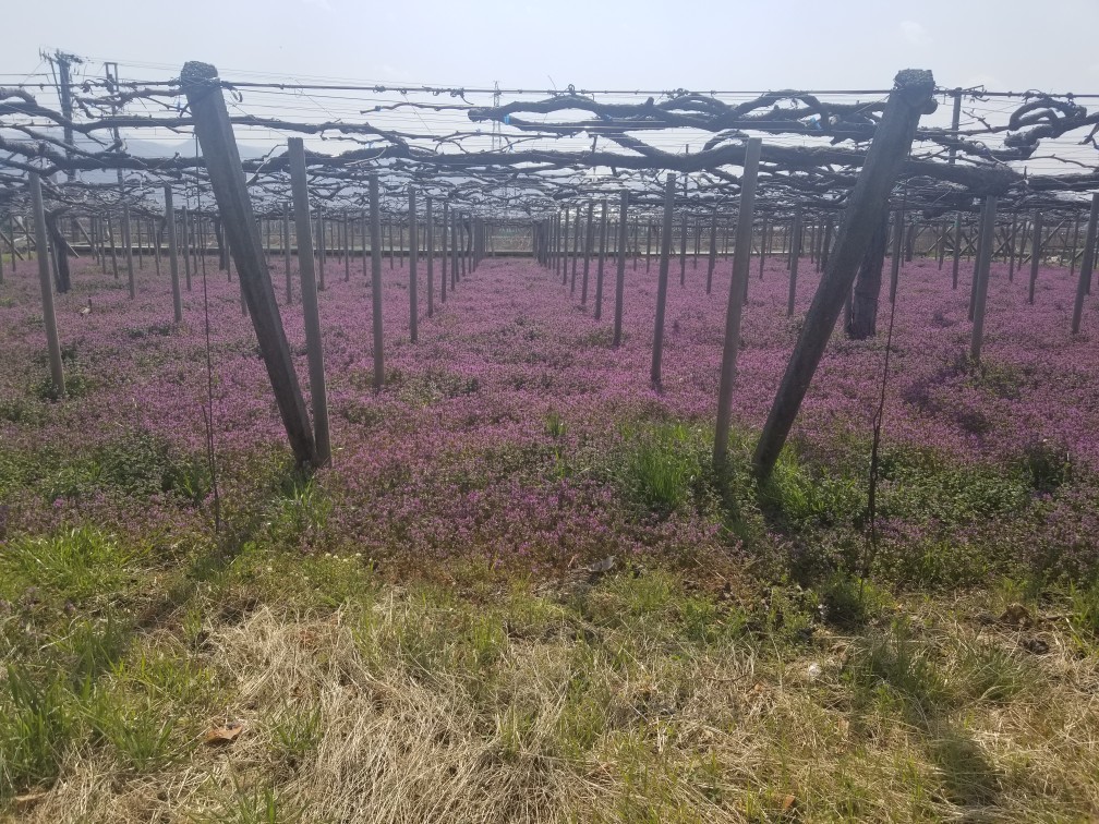 ♪花＆食求めて★山梨へ！_d0162225_23585882.jpg