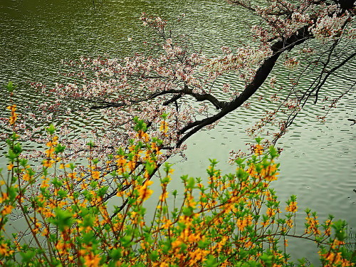 世紀大江戸百景　その89　外濠の桜_a0287533_21123389.jpg