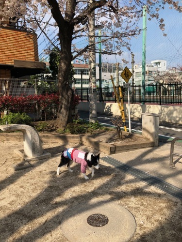 桜と老犬_b0310836_21352007.jpeg