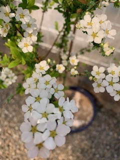 a0116439_13494440.jpg