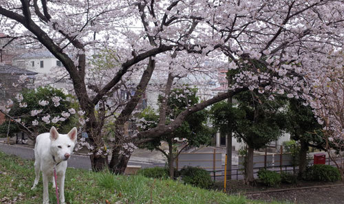 a0117039_19004300.jpg