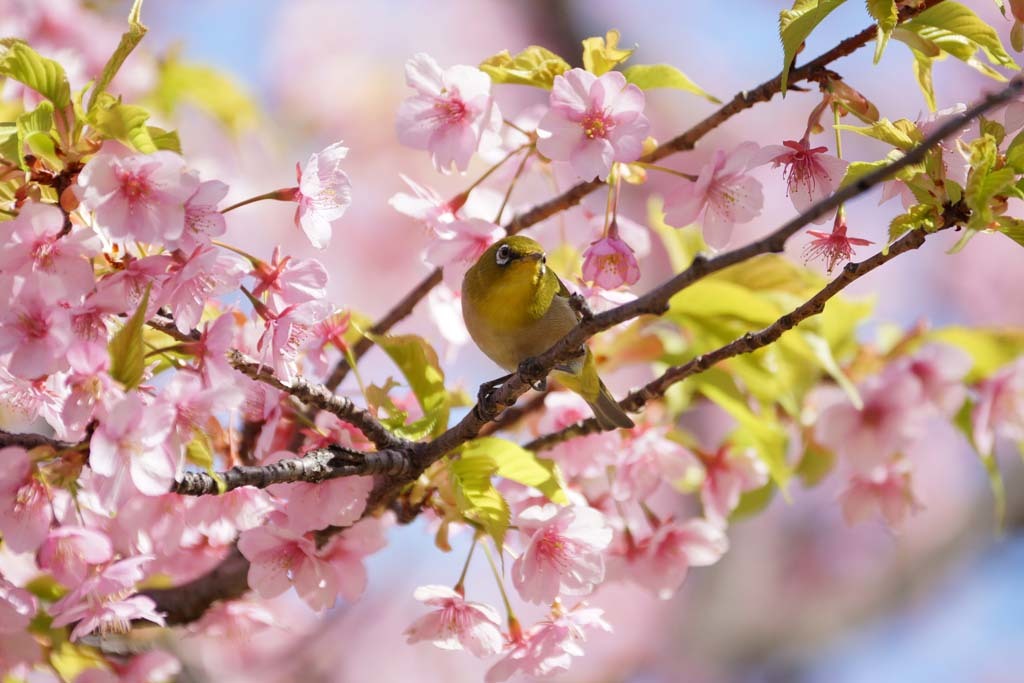 鶴見緑地の河津桜とメジロ@2019-03-09_d0250840_21592257.jpg