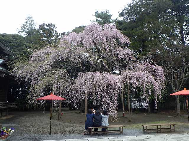 吉田神社の枝垂れ桜_b0330744_21251135.jpg