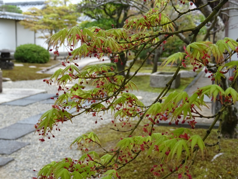 春本番_f0101949_14580172.jpg